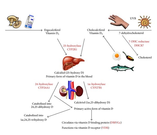 Cholesterol To Vitamin D Pathway